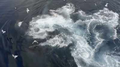 Maybe these groups of whales
enjoy working together. - Secrets of the Whales