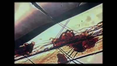 MAYBE THIS HAD
BEEN DONE BY OWLS. - An American Murder Mystery: The Staircase