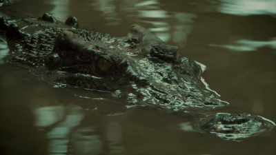 MAYBE THIS IS WHY A CROCODILE - Expedition Mungo