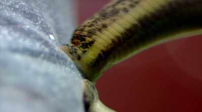 Maybe once upon a time there
was some tiny microscopic life, - Strangest Things