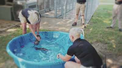 Maybe it was
a little bit too deep, - Secrets of the Zoo