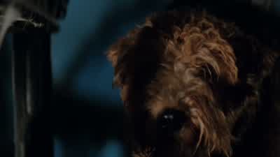 Maybe we was hearing things. - 101 Dalmatians