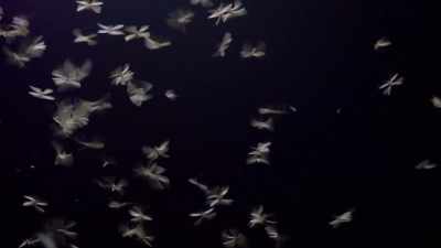Mayflies, then dies - Absurd Planet
