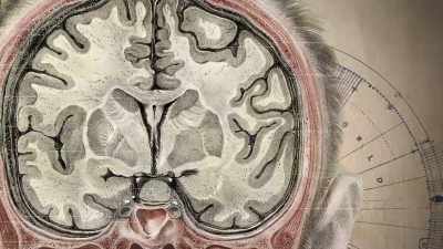 McGilchrist observed that the
left hemisphere gives a narrow, - The Divided Brain