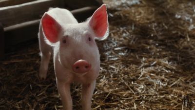 Me Great name - Charlotte's Web
