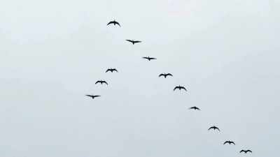 Mead claimed that the lights
could not have been birds - Alien Chronicles: Top UFO Encounters
