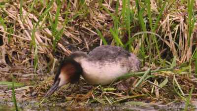 Meanwhile, a bird's still gotta eat, - Wild Nordic