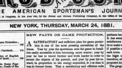Meanwhile, in New York, - The American Buffalo