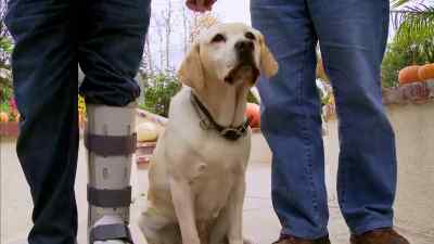 [Medusa growling] - The Dog Who Saved Halloween