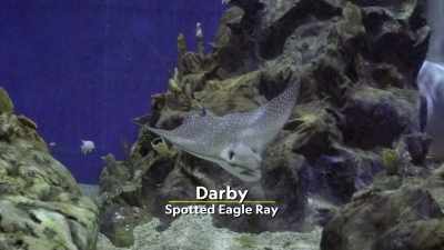 Meet Darby, the spotted eagle ray. - Magic of Disney's Animal Kingdom