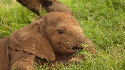 Meet little Jasiri, - Wild Babies