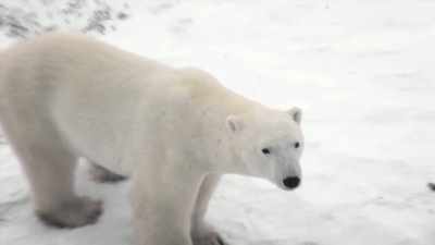 Meet the polar bear. - United States of Animals