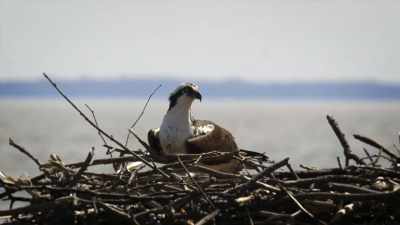 Meet Tom and Audrey Osprey. - United States of Animals