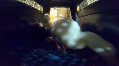 Megan: Rory is one of
our group run ducks, - Secrets of the Zoo