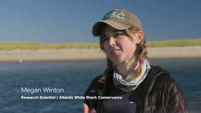 MEGAN WINTON
ONDERZOEKER - Return of the White Shark