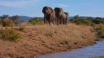 - Megan: Yeah, they are.
- (trumpeting) - A Safari Romance