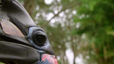 MEL: Dynamite may have made him
a little video to send back. - Magic of Disney's Animal Kingdom
