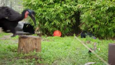 MEL: Good job, buddy. (CHUCKLES) - Magic of Disney's Animal Kingdom