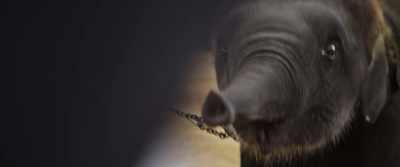 (Melissa): Many elephants
experience - The Last Tourist
