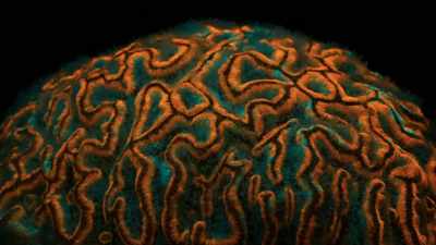 MELVIN: The story of how
our mind evolved - One Strange Rock