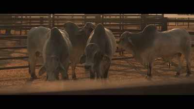 -[men chattering]
-[cattle mooing] - Territory