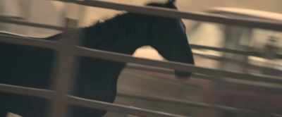 [men screaming, whistling] - Black Beauty