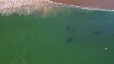 Mensen denken
dat witte haaien alleen leven... - Return of the White Shark