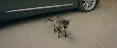 Meow. Meow. Meow... - The Quest for Tom Sawyer's Gold