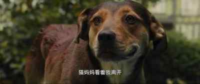 (MEOWING) - A Dog's Way Home
