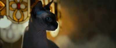 -[meows]
-[distorted] Are you out of your mind? - Nightbooks
