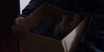 - [meows]
- Oh. - The Light in the Hall