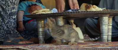 [meows] - Secrets of the Saqqara Tomb