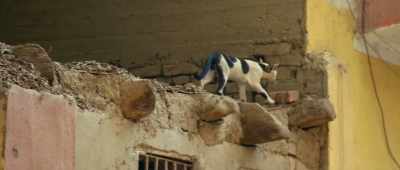 [meows] - Secrets of the Saqqara Tomb