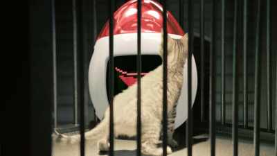 - [meows] - I Am Frankie