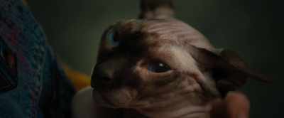 [meows sadly] - Nightbooks