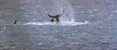 - Merciful God, what's that? - Orca