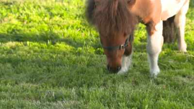 [Merlin]
No, my grass
just needs eating by me. - Tractor Ted
