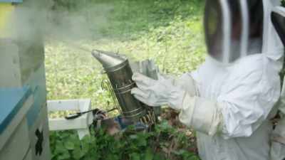 Mess with the hive and
the scent conversation turns to attack. - United States of Animals