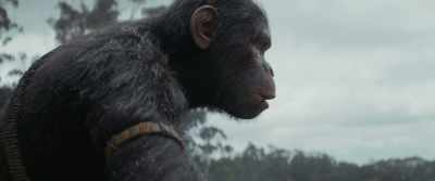 [metal clangs] - Kingdom of the Planet of the Apes
