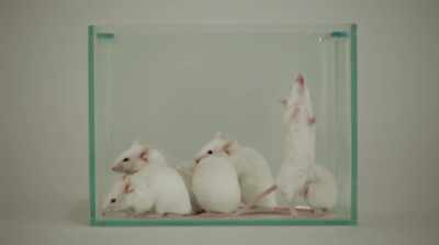 Mice were trained to have
a conditioned fear response - Fantastic Fungi