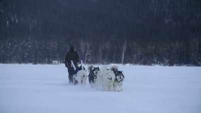 MICHAEL: Dog mushing is more
active than taking your - Life Below Zero: Next Generation