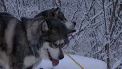 MICHAEL: Go! Go! Go! - Life Below Zero: Next Generation