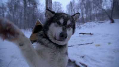 MICHAEL: If you
give a dog an inch, - Life Below Zero: Next Generation