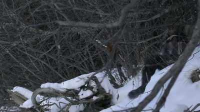 MICHAEL: Plane! Plane! - Life Below Zero: Next Generation