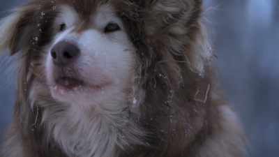 MICHAEL: So my training
regimen is a little bit - Life Below Zero: Next Generation