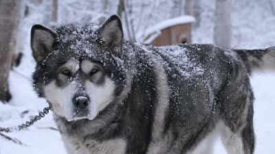 MICHAEL: When you come
out here to beautiful vast - Life Below Zero: Next Generation