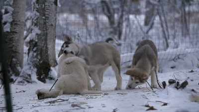MICHAEL: When I
look at these dogs, - Life Below Zero: Next Generation