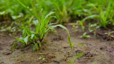 Microorganisms help to heal the soil. - Our Great National Parks