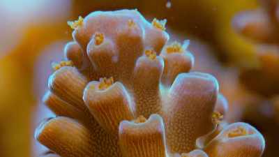 Microscopic plants
that live within the tissues of the corals - Our Planet