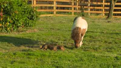 [Midge]
Merlin, Merlin!
Does your grass need cutting? - Tractor Ted